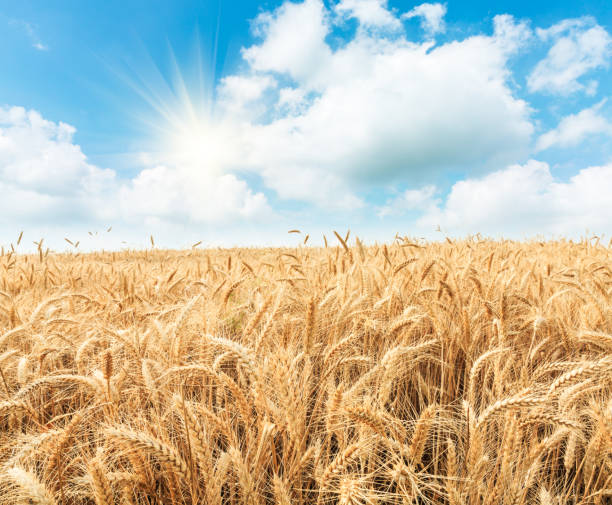 istock Ripe wheat field and blue sky with clouds 812881680