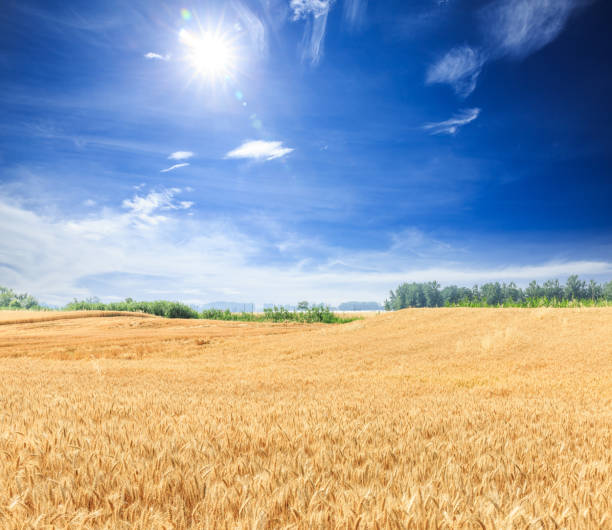 istock Ripe wheat field and blue sky with clouds 812881686