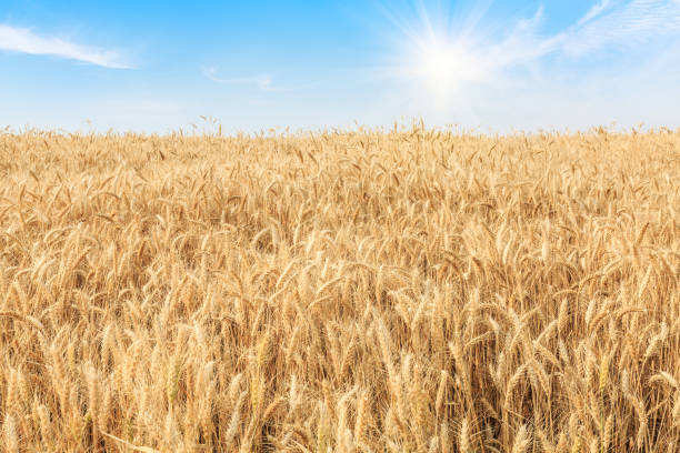 istock Ripe wheat field and blue sky with clouds 812883432