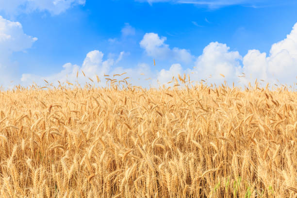 istock Ripe wheat field and blue sky with clouds 812884154