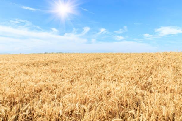 istock Ripe wheat field and blue sky 812888326