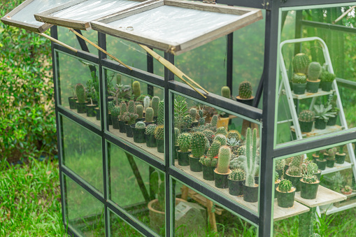 closeup green house in the home garden, planting cactus nursery.