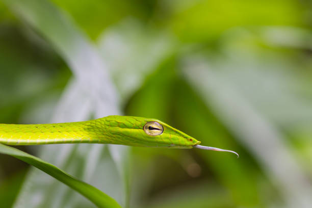 Oriental Whipsnake or Asian Vine Snake (Ahaetulla prasina)