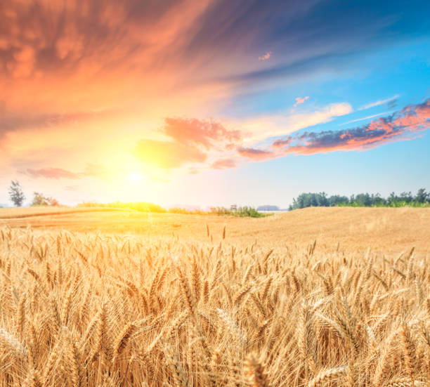 istock Ripe wheat field landscape at sunset 812888604