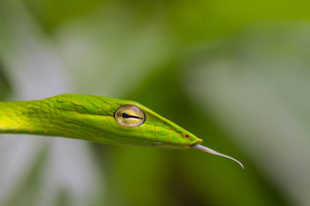 istock Oriental Whipsnake or Asian Vine Snake 812888612