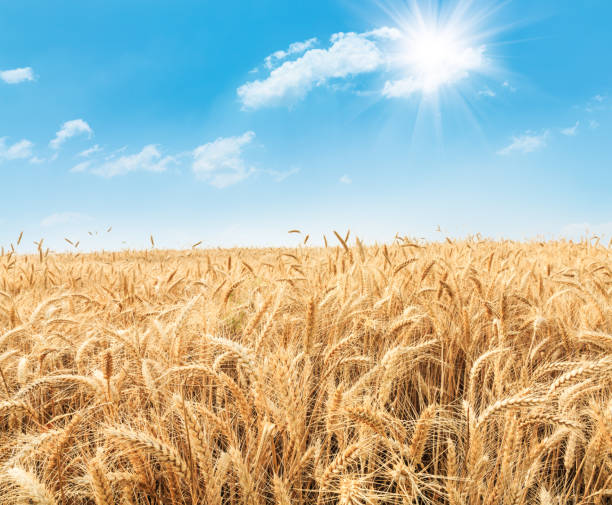 istock Ripe wheat field and blue sky 812888666
