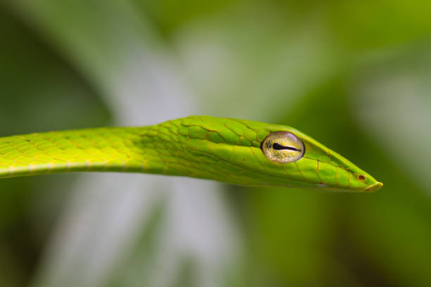 istock Oriental Whipsnake or Asian Vine Snake 812888706