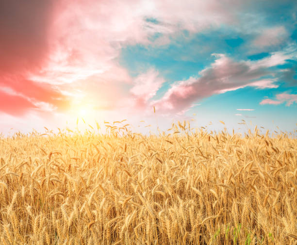 istock Ripe wheat field landscape at sunset 812890924