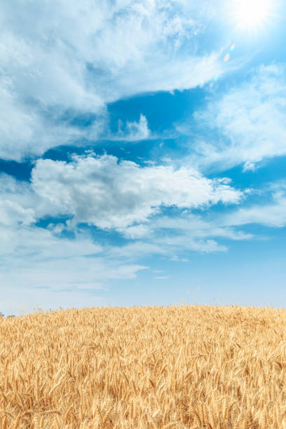 istock Ripe wheat field and blue sky 812891210