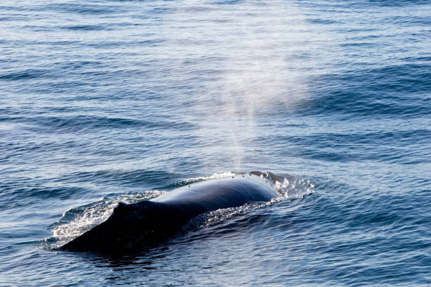 istock Humpback Whale surfacing and spraying water through blowhole 812891284