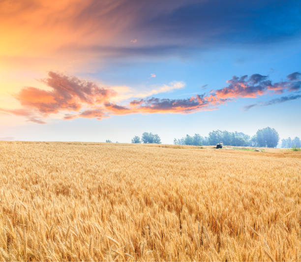 istock Ripe wheat field landscape at sunset 812891410