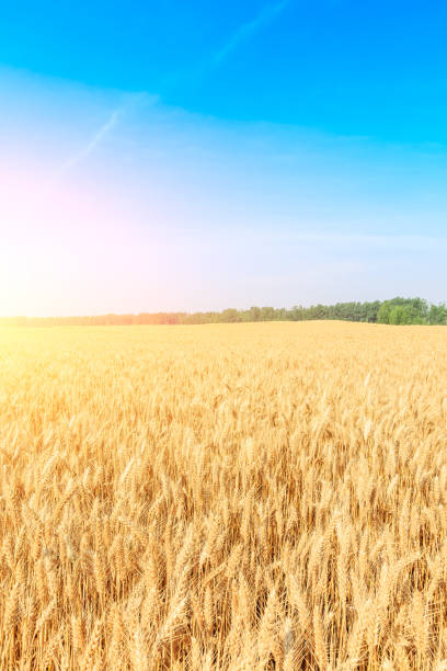 istock Ripe wheat field landscape at sunset 812891564