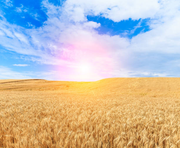istock Ripe wheat field and blue sky 812893606