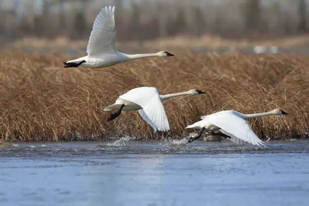 Photo of Trumpeter Swans