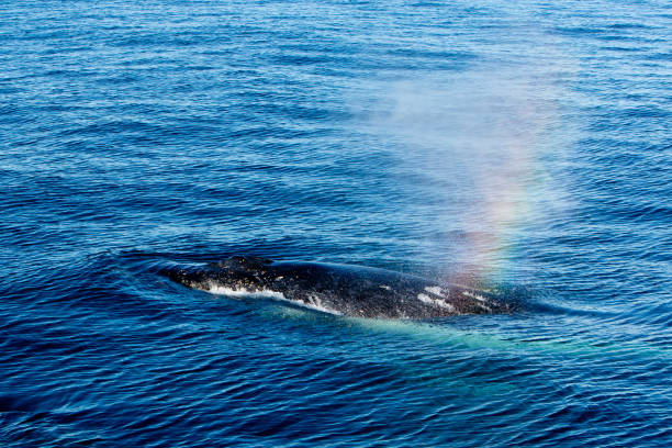 istock Humpback Whale surfacing and spraying water through blowhole - rainbow refraction 812893736