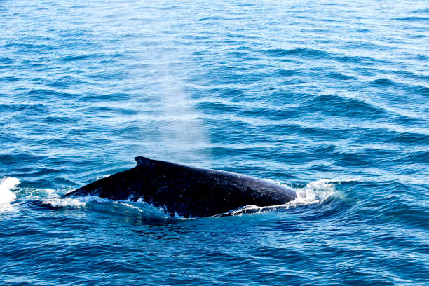 istock Humpback Whale surfacing and spraying water through blowhole 812893960