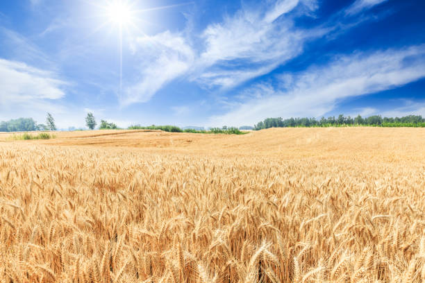istock Ripe wheat field and blue sky 812894308