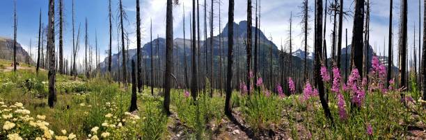 istock Panoramic view of mountains through bare trees, Glacier Nat Park 812900900