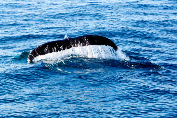 istock Humpback Whale diving - showing water streaming over tail 812901606