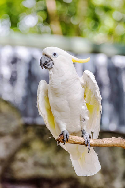 istock Yellow Crested Cockatoo 812901648