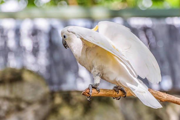 istock Yellow Crested Cockatoo 812901660