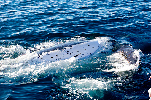 Humpback Whale rolling in water on surface - migrating north Forster, New South Wales, Australia