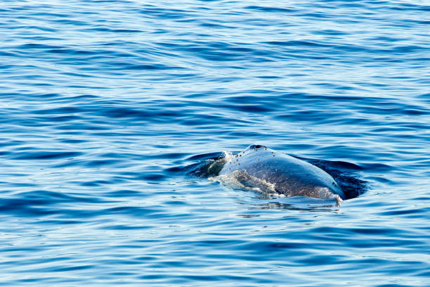 istock Humpback Whale surfacing and spraying water through blowhole 812917236