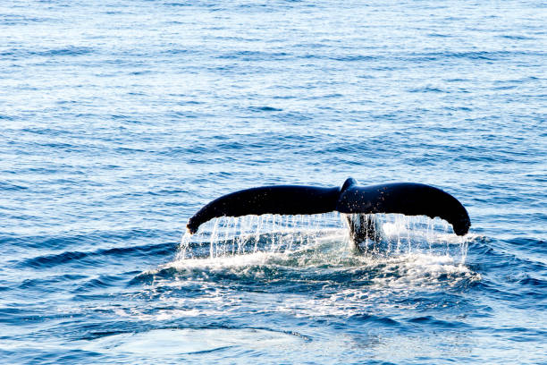 istock Humpback Whale diving - showing water streaming over tail 812917250