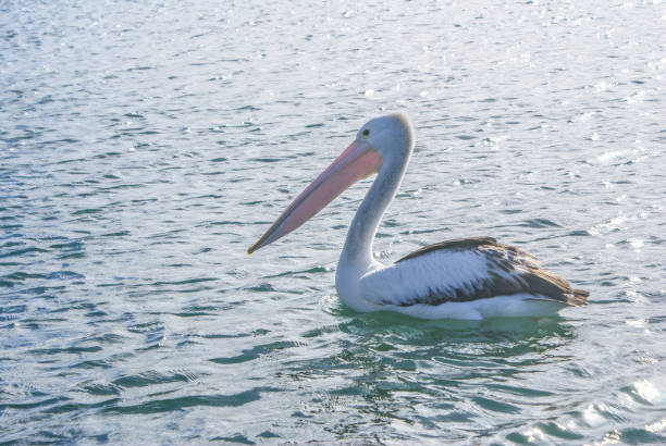 pelican in lake stock photo