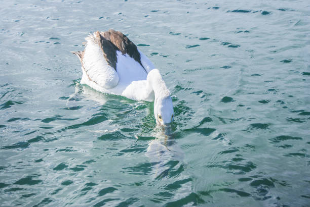pelican stock photo