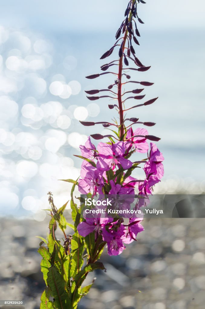 flowers of Willow-herb Ivan-tea on blurred background flowers of Willow-herb Ivan-tea on blurred background in summer Close-up Stock Photo