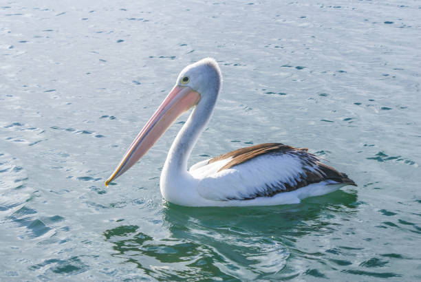 pelican bird stock photo