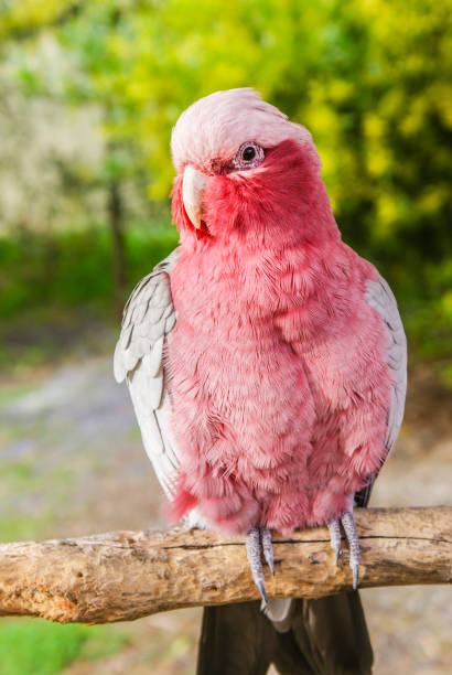 pink parrot stock photo