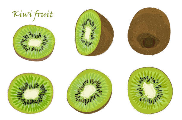 ilustrações, clipart, desenhos animados e ícones de conjunto de mão-extraídas kiwis, único, descascadas e cortadas de frutas. desenho realista, isolado no fundo branco - fruta kiwi