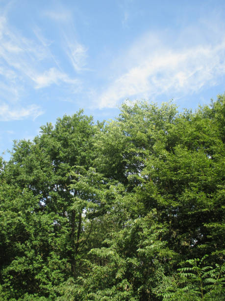 istock Forest in Ile-de-France 812951320