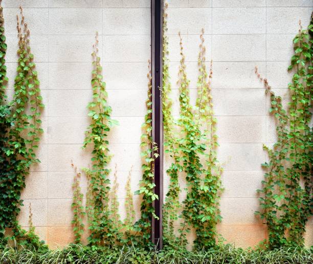 Ivy leaves isolated on wall