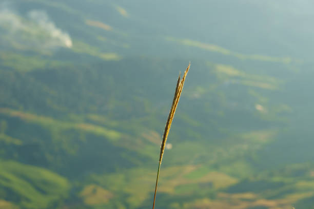 Single Grass Flower on high mountain with nature landscape background
