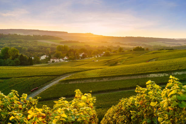 scenic landscape in the champagne at sunrise time, vineyards in the montagne de reims, france - montagne sol imagens e fotografias de stock