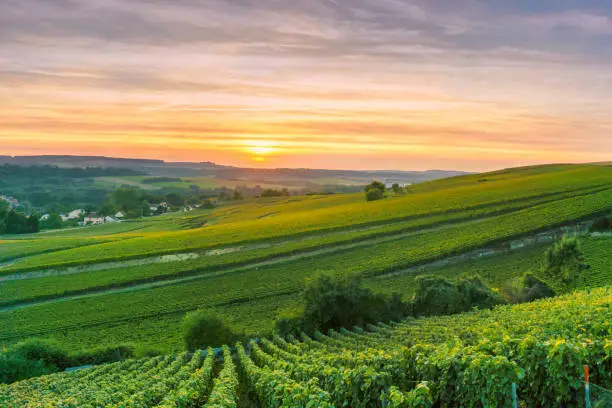 Photo of Scenic landscape in the Champagne at sunrise time, Vineyards in the Montagne de Reims, France