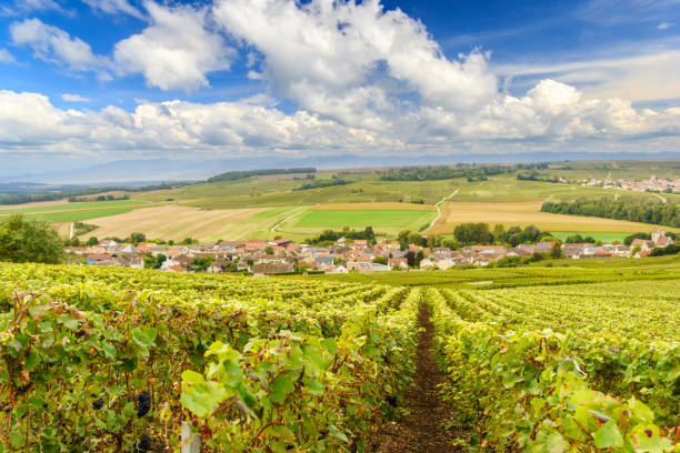 Scenic landscape in the Champagne, Vineyards in the Montagne de Reims, France Scenic landscape in the Champagne, Vineyards in the Montagne de Reims, France champagne region photos stock pictures, royalty-free photos & images