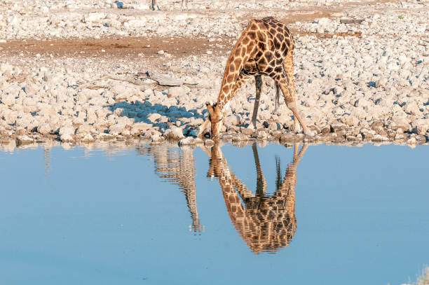 istock Namibian giraffe drinking. Reflections of two giraffes are visible 812961026