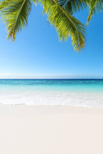 istock Tropical paradise beach in summertime 812961212