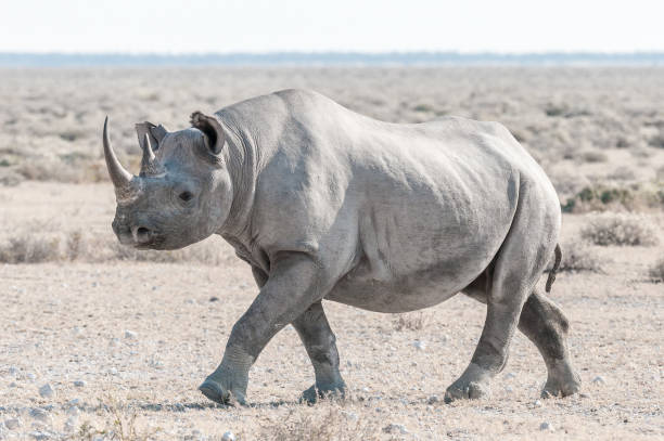istock Black rhino covered with white calcrete dust, walking 812961220