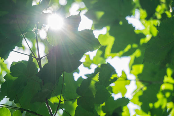 istock Fresh young green foliage bright sun light, close up shot. 812964472