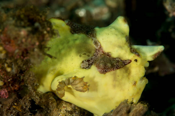 istock Painted frogfish - Antennarius pictus 812964486