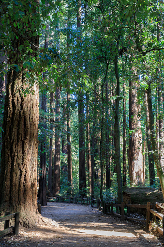 Henry Cowell Redwoods State Park, Santa Cruz County, California, USA.