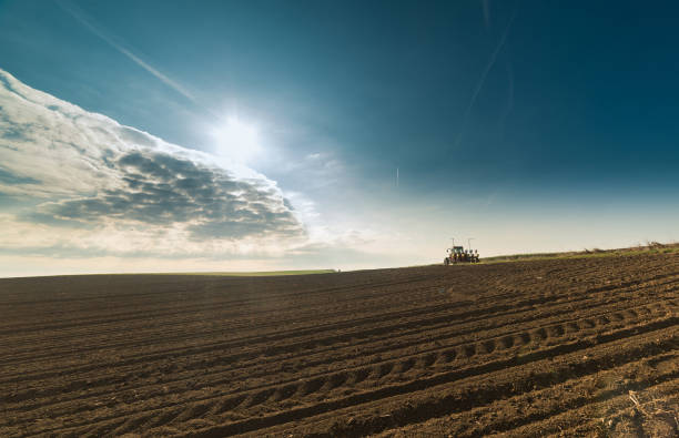 istock Golden wheat field in sunny summer day 812966618