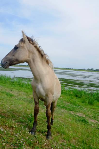istock Horse in the open field 812967362