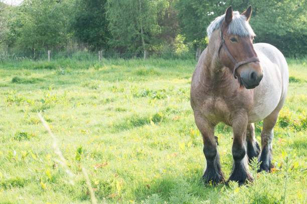 istock Horse in the open field 812967388
