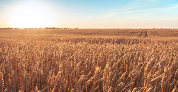 밀 필드 그리고 그림 같은 구름과 푸른 하늘입니다. 밀의 추수입니다. 곡물 작물입니다. - lane summer winter day 뉴스 사진 이미지